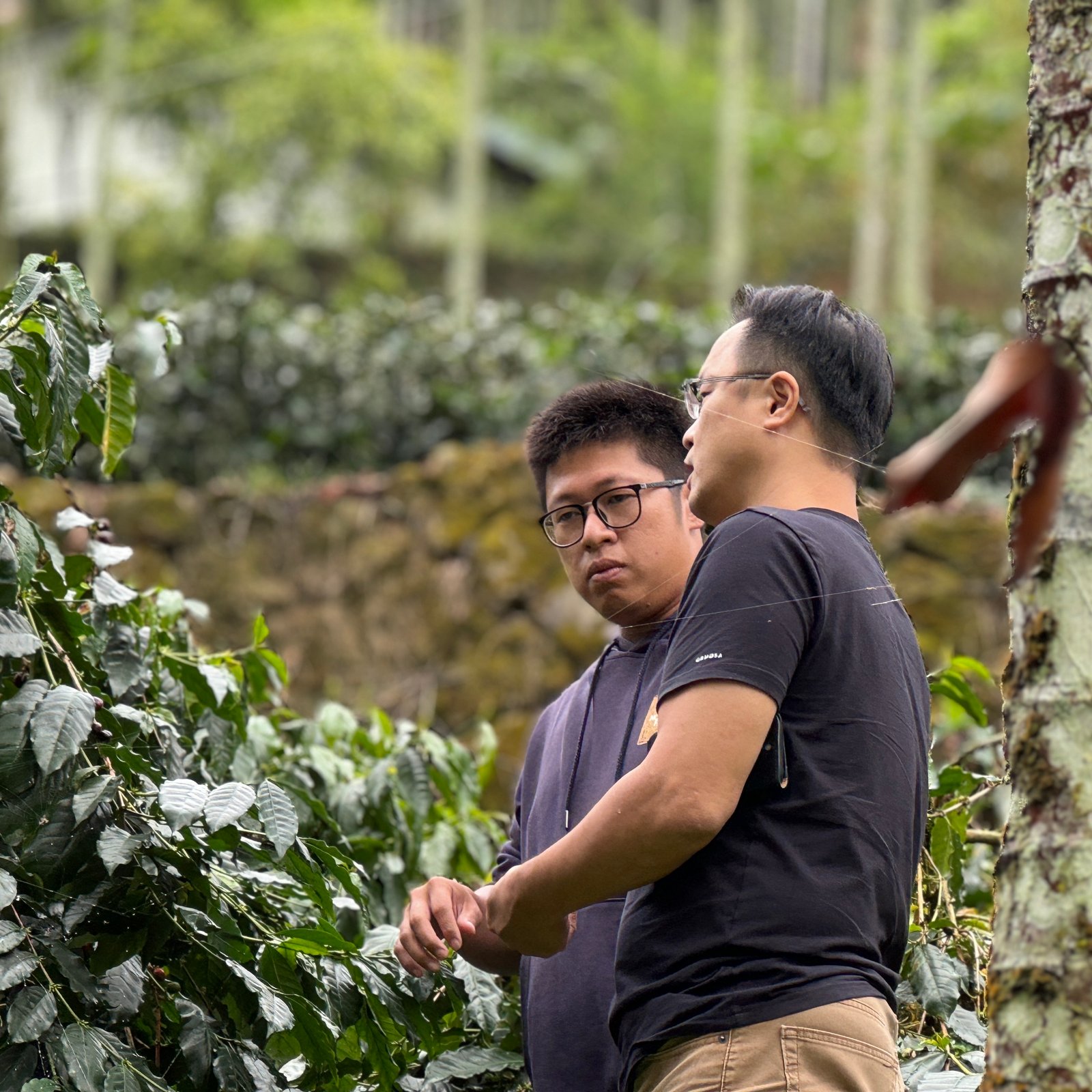 兩人在咖啡樹旁交流的農園現場照片