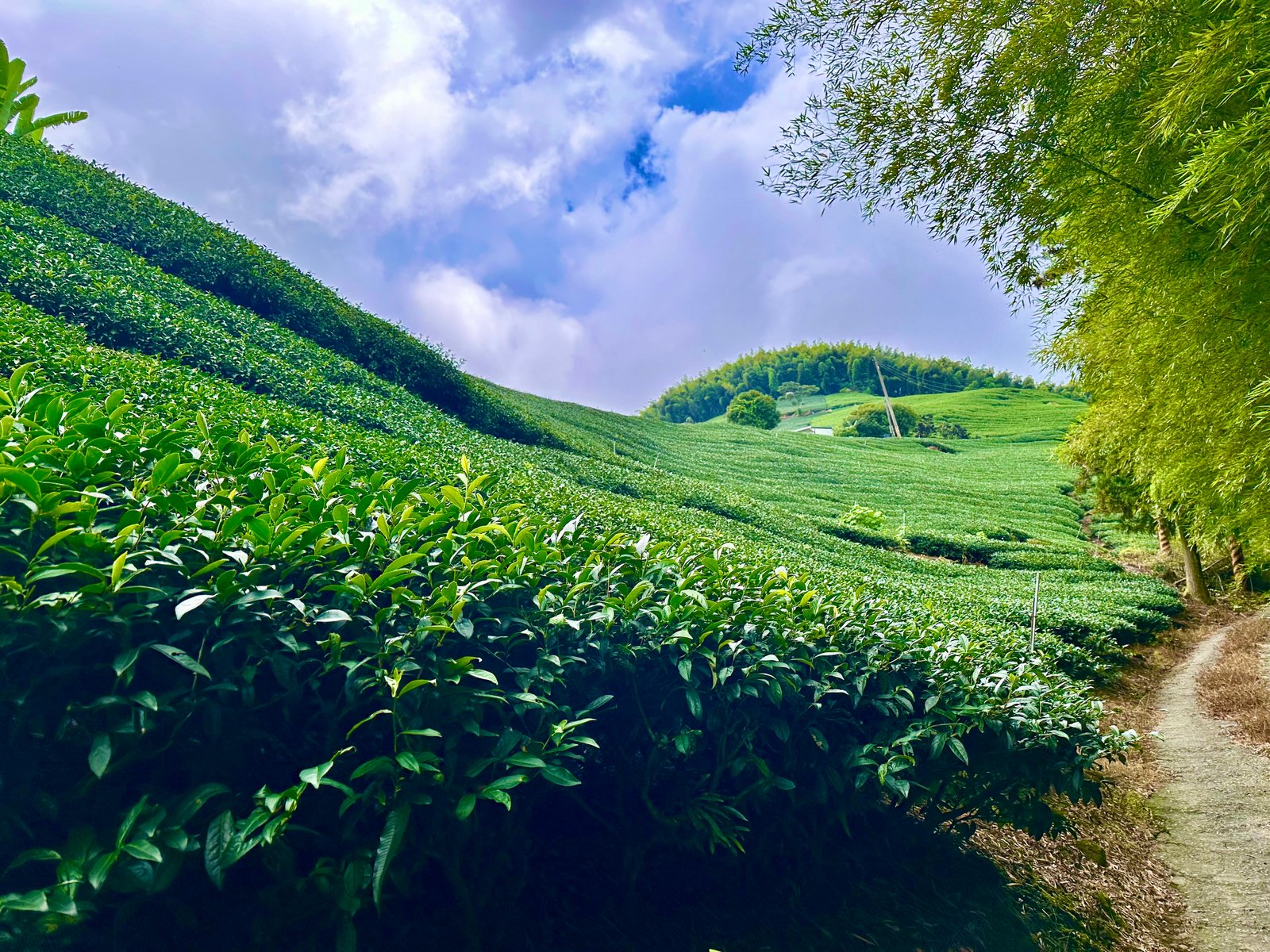 茶園全景:層疊茶樹、山坡、竹林與步道