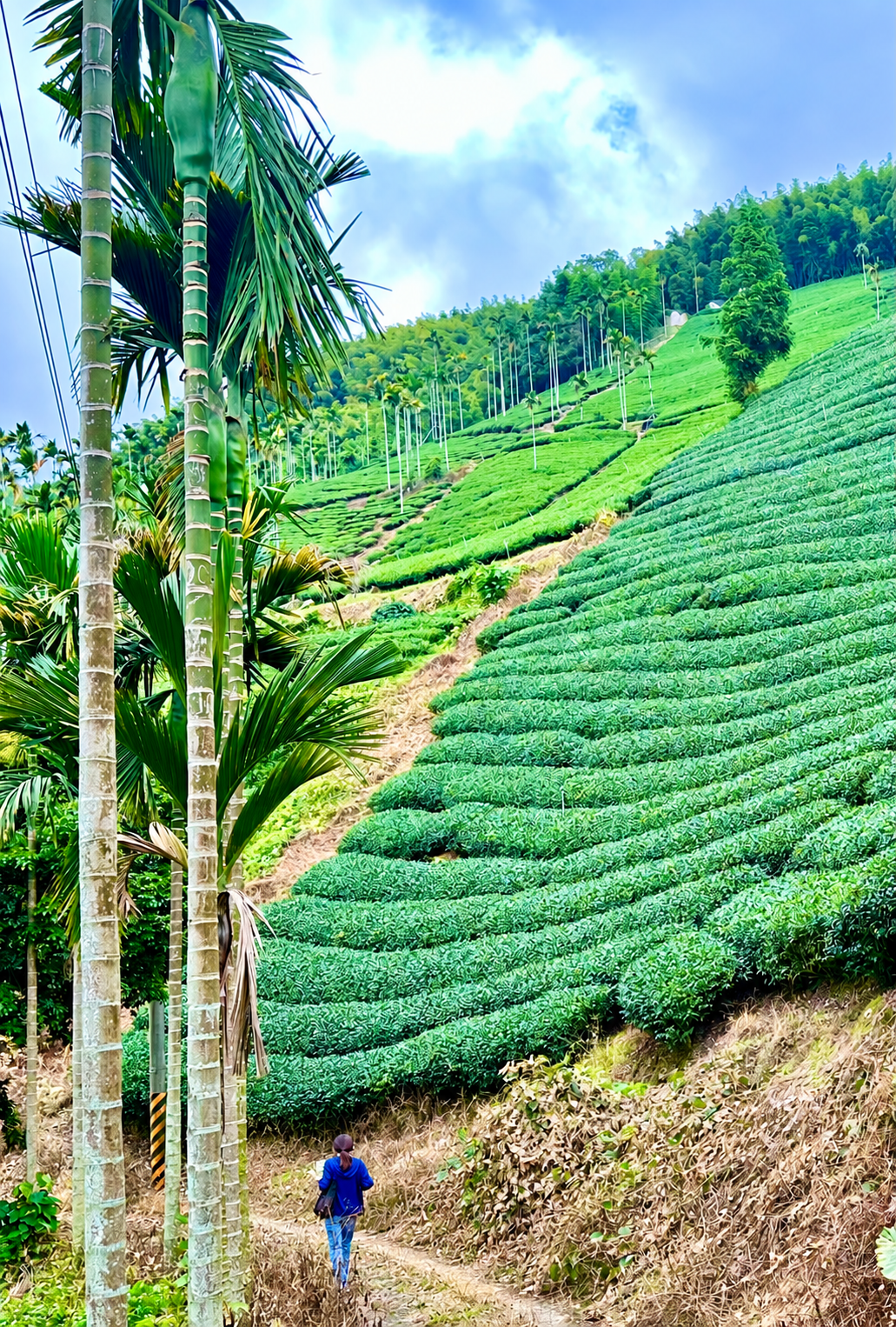 直式茶園照片:層疊茶樹與步道上的一位人物
